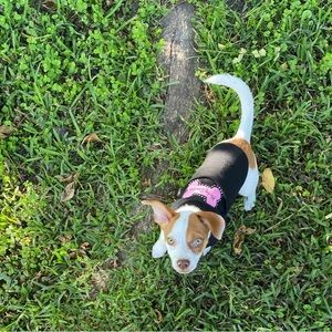 Harley Davidson Black and Pink Vintage Dog Shirt!